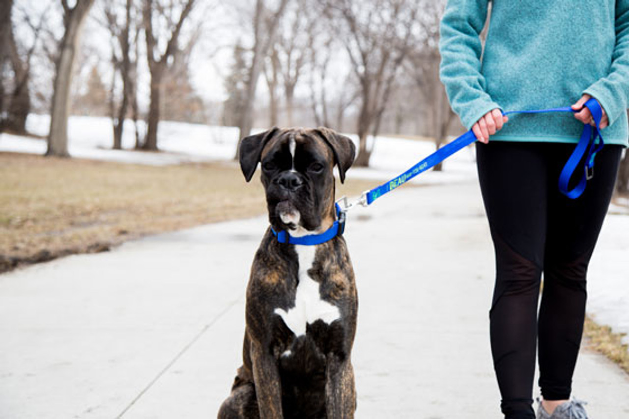 How to Choose the Right Leash for Your Dog