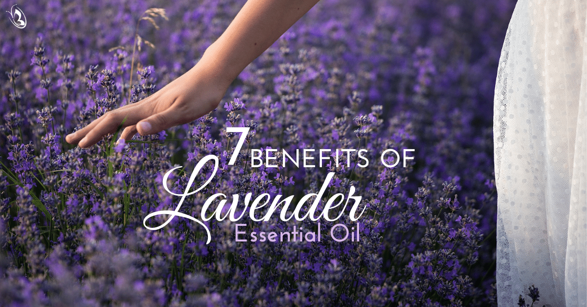7 Benefits of Lavender Essential Oil - Organic Aromas Benefits of Lavender Essential Oil in Aromatherapy